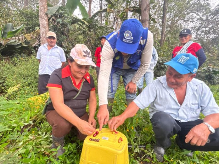Piura: Capacitan a productores de café en Canchaque para acceder a mercados internacionales