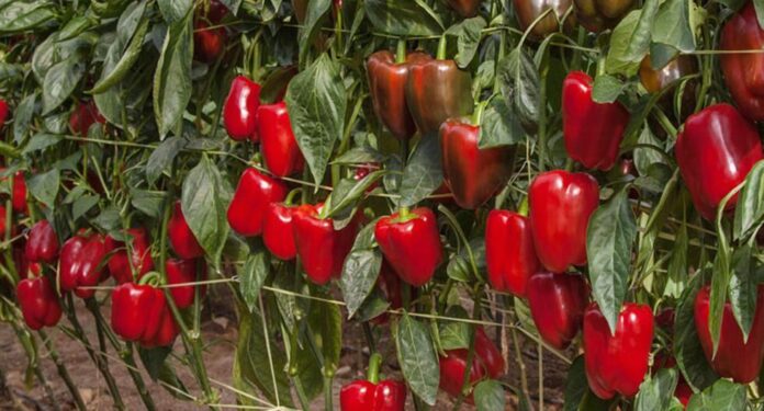Pimiento piquillo: Perú multiplica sus exportaciones en 133% en abril de 2025