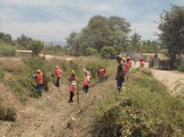 Piura: realizan limpieza de 57 kilómetros de canales y drenes del valle San Lorenzo Piura: realizan limpieza de 57 kilómetros de canales y drenes del valle San Lorenzo