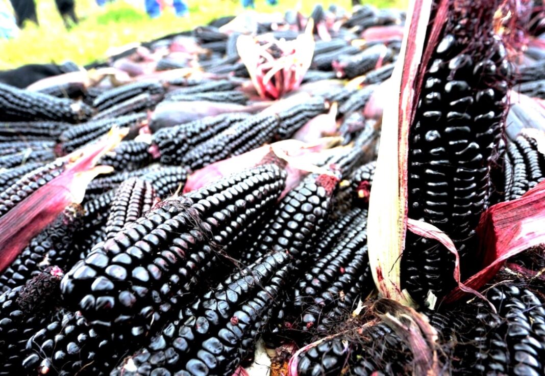 Maíz morado el superalimento peruano que protege la salud y fortalece la agricultura