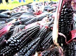 Maíz morado: el superalimento peruano que protege la salud y fortalece la agricultura Maíz morado el superalimento peruano que protege la salud y fortalece la agricultura