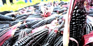 Maíz morado: el superalimento peruano que protege la salud y fortalece la agricultura Maíz morado el superalimento peruano que protege la salud y fortalece la agricultura