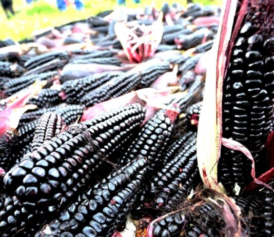 Maíz morado: el superalimento peruano que protege la salud y fortalece la agricultura Maíz morado el superalimento peruano que protege la salud y fortalece la agricultura