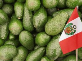 Perú consolida su posición como segundo exportador mundial de palta fresca, pese a caída en volumen Perú consolida su posición como segundo exportador mundial de palta fresca, pese a caída en volumen