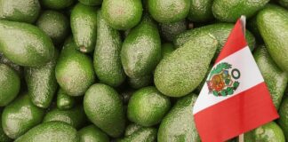 Perú consolida su posición como segundo exportador mundial de palta fresca, pese a caída en volumen Perú consolida su posición como segundo exportador mundial de palta fresca, pese a caída en volumen