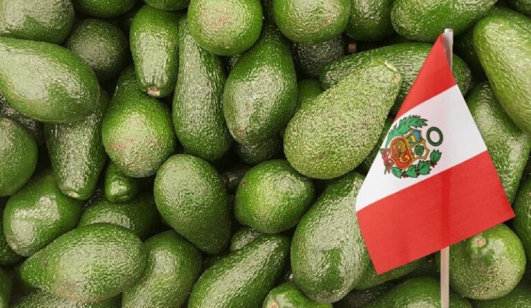 Perú consolida su posición como segundo exportador mundial de palta fresca, pese a caída en volumen