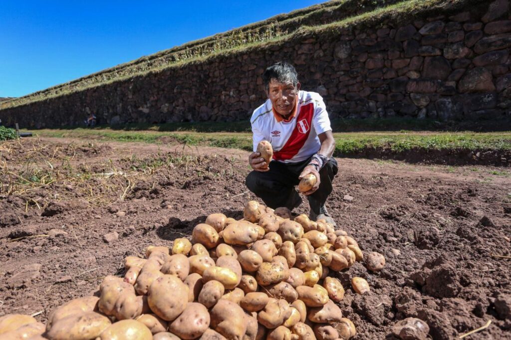 Perú logra ingresar al mercado brasileño con exportación de papa fresca