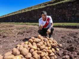 Perú logra ingresar al mercado brasileño con exportación de papa fresca Perú logra ingresar al mercado brasileño con exportación de papa fresca