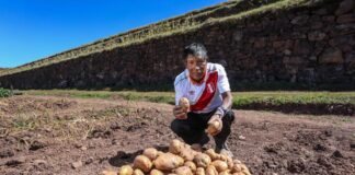Perú logra ingresar al mercado brasileño con exportación de papa fresca Perú logra ingresar al mercado brasileño con exportación de papa fresca