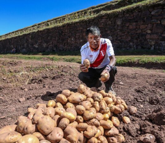 Perú logra ingresar al mercado brasileño con exportación de papa fresca Perú logra ingresar al mercado brasileño con exportación de papa fresca
