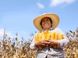 MIDAGRI inicia encuesta nacional para planificar siembras de la campaña agrícola 2025 – 2026 MIDAGRI inicia encuesta nacional para planificar siembras de la campaña agrícola 2025 - 2026