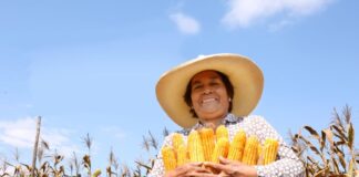 MIDAGRI inicia encuesta nacional para planificar siembras de la campaña agrícola 2025 – 2026 MIDAGRI inicia encuesta nacional para planificar siembras de la campaña agrícola 2025 - 2026