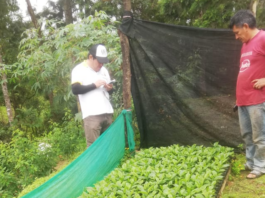 Productores de El Faique y Canchaque reciben asistencia técnica para mejorar la calidad del café Productores de El Faique y Canchaque reciben asistencia técnica para mejorar la calidad del café