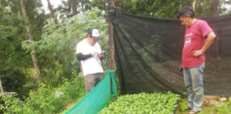 Productores de El Faique y Canchaque reciben asistencia técnica para mejorar la calidad del café Productores de El Faique y Canchaque reciben asistencia técnica para mejorar la calidad del café