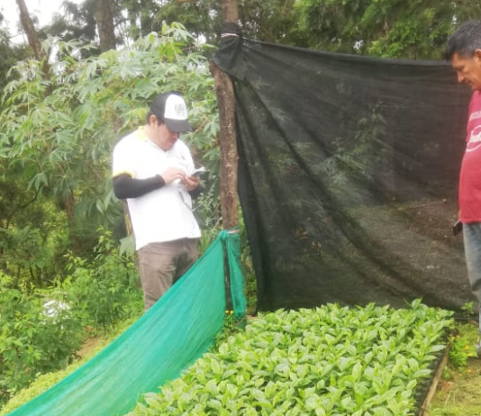 Productores de El Faique y Canchaque reciben asistencia técnica para mejorar la calidad del café Productores de El Faique y Canchaque reciben asistencia técnica para mejorar la calidad del café