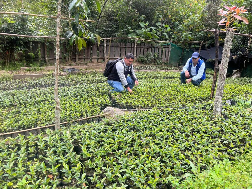 Renovación de cafetales en Lalaquiz, Sóndor y Huancabamba beneficiará a casi 200 familias productoras