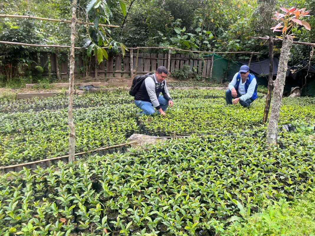 Renovación de cafetales en Lalaquiz, Sóndor y Huancabamba beneficiará a casi 200 familias productoras