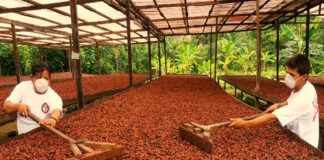 Cacao peruano: exportaciones en alza y proyección al quinto lugar mundial Cacao peruano: exportaciones en alza y proyección al quinto lugar mundial