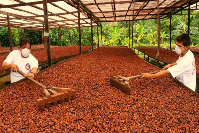 Cacao peruano: exportaciones en alza y proyección al quinto lugar mundial