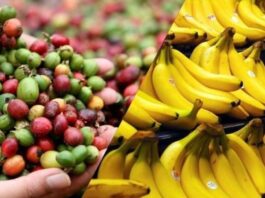 Perú: Exportaciones agrícolas orgánicas alcanzaron US$ 249.7 millones en el primer trimestre de 2025 Perú: Exportaciones agrícolas orgánicas alcanzaron US$ 249.7 millones en el primer trimestre de 2025