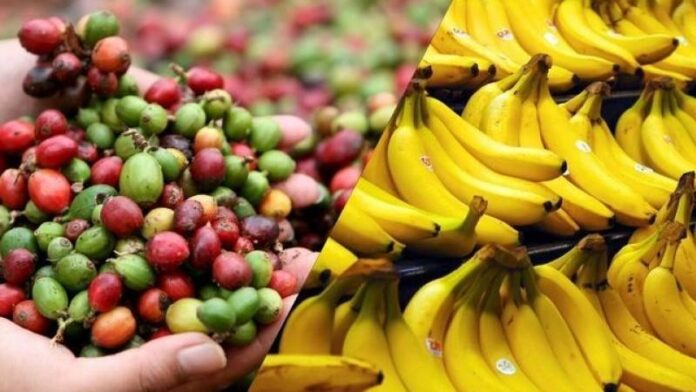 Perú: Exportaciones agrícolas orgánicas alcanzaron US$ 249.7 millones en el primer trimestre de 2025 Perú: Exportaciones agrícolas orgánicas alcanzaron US$ 249.7 millones en el primer trimestre de 2025