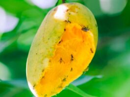 Crisis de mango en el norte del Perú: Senasa activa medidas para contener a la mosca de la fruta Crisis de mango en el norte del Perú: Senasa activa medidas para contener a la mosca de la fruta