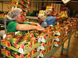 La producción de mango impulsa la economía del norte del país La producción de mango impulsa la economía del norte del país