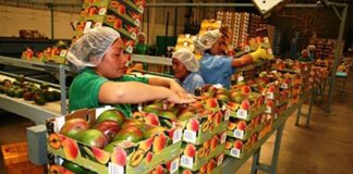 La producción de mango impulsa la economía del norte del país La producción de mango impulsa la economía del norte del país