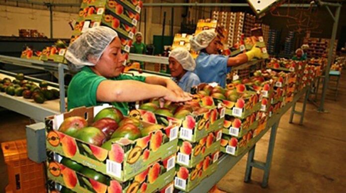 La producción de mango impulsa la economía del norte del país