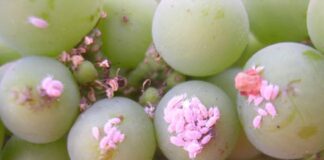 Alerta de plaga: chanchito rojo afecta cultivos comerciales de uva Alerta de plaga: chanchito rojo afecta cultivos comerciales de uva