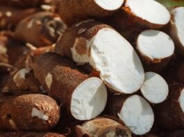 Exportaciones de yuca peruana crecieron 6.4 % en volumen en el primer bimestre de 2025 Exportaciones de yuca peruana crecieron 6.4 % en volumen en el primer bimestre de 2025