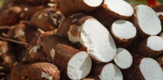 Exportaciones de yuca peruana crecieron 6.4 % en volumen en el primer bimestre de 2025 Exportaciones de yuca peruana crecieron 6.4 % en volumen en el primer bimestre de 2025