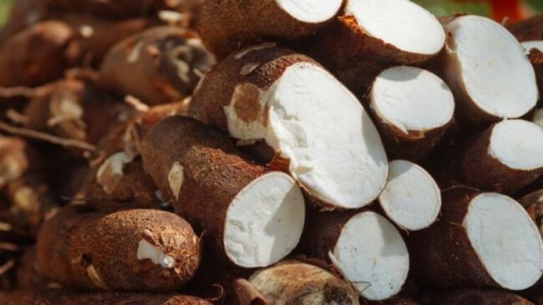 Exportaciones de yuca peruana crecieron 6.4 % en volumen en el primer bimestre de 2025