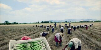 Exportaciones regionales peruanas crecieron 26.9% en el primer cuatrimestre de 2025 Exportaciones regionales del Perú crecieron 26.9% en el primer cuatrimestre de 2025