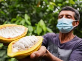 Piura impulsa una agenda regional para fortalecer el cultivo de cacao Piura impulsa una agenda regional para fortalecer el cultivo de cacao