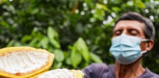 Piura impulsa una agenda regional para fortalecer el cultivo de cacao Piura impulsa una agenda regional para fortalecer el cultivo de cacao