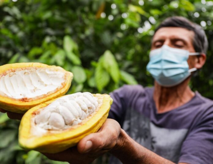 Piura impulsa una agenda regional para fortalecer el cultivo de cacao