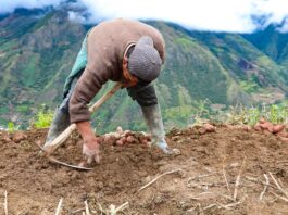 Poesías por el Día del Campesino: homenaje en versos al corazón del campo Poesías por el Día del Campesino: homenaje en versos al corazón del campo