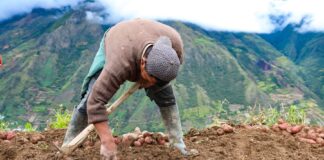 Poesías por el Día del Campesino: homenaje en versos al corazón del campo Poesías por el Día del Campesino: homenaje en versos al corazón del campo