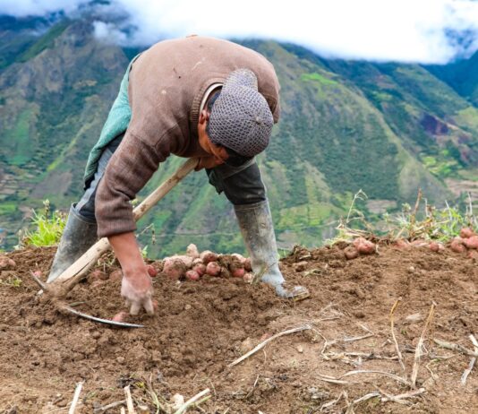 Poesías por el Día del Campesino: homenaje en versos al corazón del campo Poesías por el Día del Campesino: homenaje en versos al corazón del campo