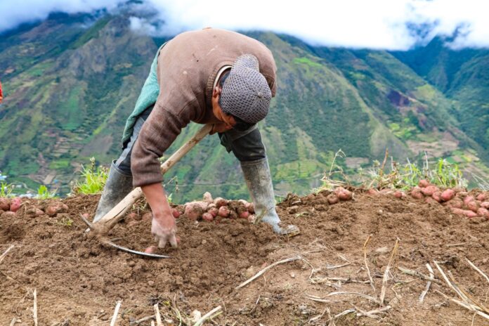 Poesías por el Día del Campesino: homenaje en versos al corazón del campo