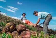 ¿Por qué se celebra el Día del Campesino en Perú? ¿Por qué se celebra el Día del Campesino en Perú?