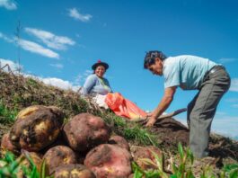 ¿Por qué se celebra el Día del Campesino en Perú? ¿Por qué se celebra el Día del Campesino en Perú?