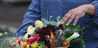 VIDEO | Cómo implementar un biohuerto en casa y acceder a alimentos saludables VIDEO | Cómo implementar un biohuerto en casa y acceder a alimentos saludables