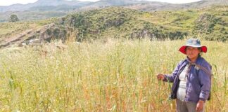 Ayacucho pierde más de 2 mil hectáreas de cultivo por heladas Ayacucho pierde más de 2 mil hectáreas de cultivo por heladas