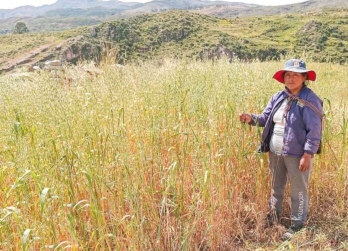 Ayacucho pierde más de 2 mil hectáreas de cultivo por heladas