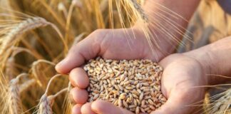 Firman convenio para impulsar cebada maltera adaptada a la industria cervecera Firman convenio para impulsar cebada maltera adaptada a la industria cervecera