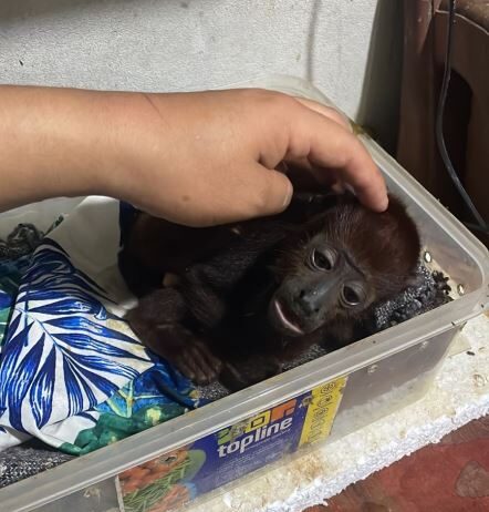 Operativo en Lima y Loreto permitió incautar más de 257 animales víctimas de tráfico ilegal Operativo en Lima y Loreto permitió incautar más de 257 animales víctimas de tráfico ilegal