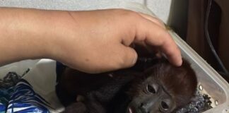 Operativo en Lima y Loreto permitió incautar más de 257 animales víctimas de tráfico ilegal Operativo en Lima y Loreto permitió incautar más de 257 animales víctimas de tráfico ilegal