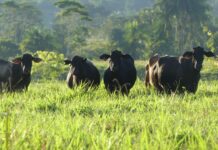 Perú apuesta por la tecnología para transformar la crianza de bovinos Brangus Perú apuesta por la tecnología para transformar la crianza de bovinos Brangus
